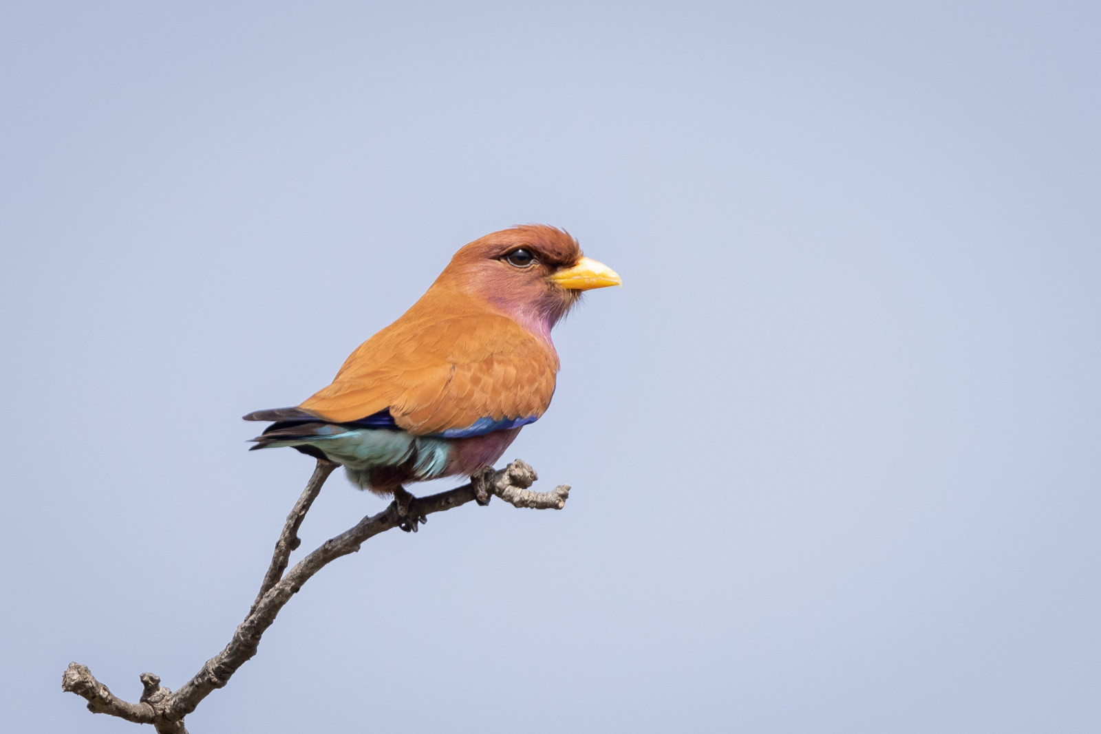 image Broad-billed Roller
